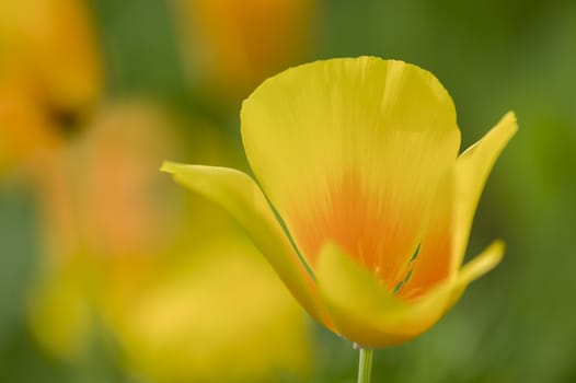 Yellow poppy flowers in full bloom in a green grass under the sun