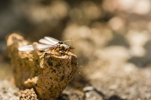Winged, alate, reproductive caste of a European termite