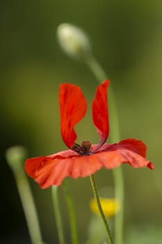 Red poppy flowers in full bloom in a green grass under the sun