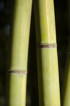 Close up of green giant bamboo stems
