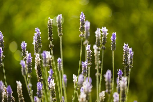 Lavander flowers in sun backlight