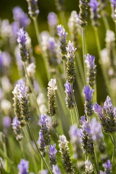 Lavander flowers in sun backlight