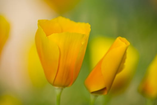 Yellow poppy flowers in full bloom in a green grass under the sun