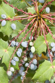 Ornamental Blue berries of a garden bush