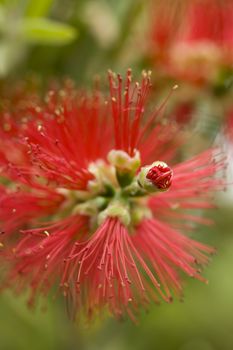 Detail of Red flowers of ornamental bush