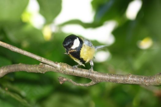 a great tit (Parus major), when foraging