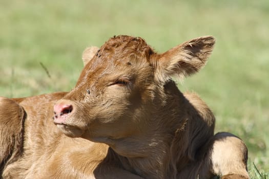 Detail view of a brown calf