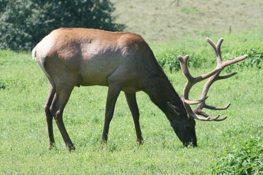 one bull elk (Cervus canadensis) grazing on a green meadow