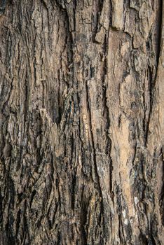 Detail shot of a brown rough bark.