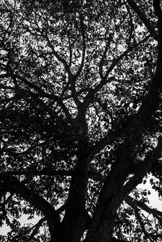 A big tree in the jungle of Thailand.
