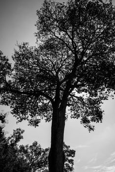 A big tree in the jungle of Thailand.