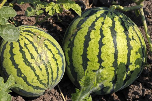 Watermelon On The Green Field waiting for harvesting