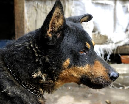 Portrait of mature dog sitting on the backyard