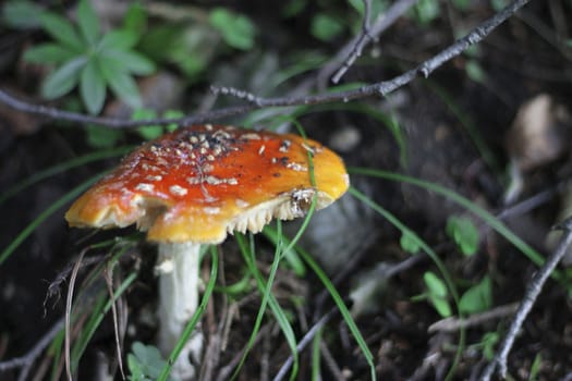 Red Poisoned Mushroom Growing In The Summer Forest
