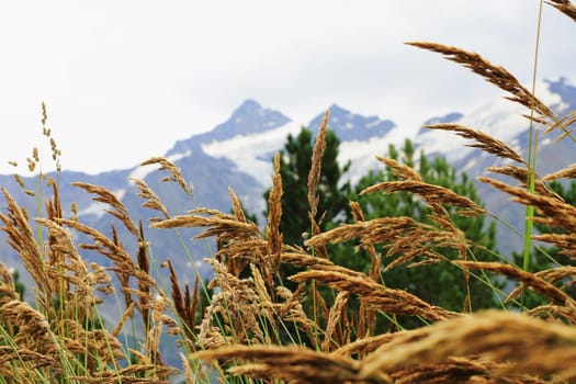 Ears of yellow grass growing on the meadow