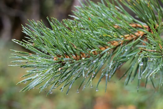 Water drops on fir tree after rain