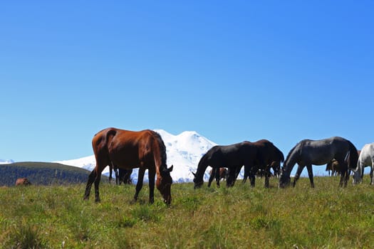 Horses on the summer autumn caucasus meadow