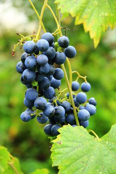 A Black Grape Bunch ready for harvest