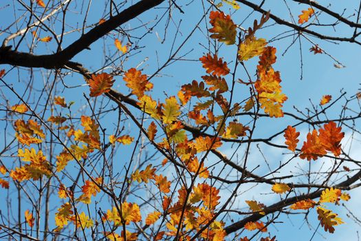 Oak leaves on the branch of the tree