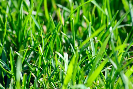 Field with a green grass