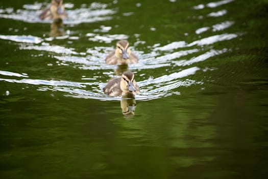 Little ducking swimming on the lake