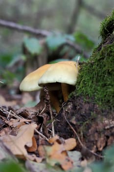Some mushrooms near the tree