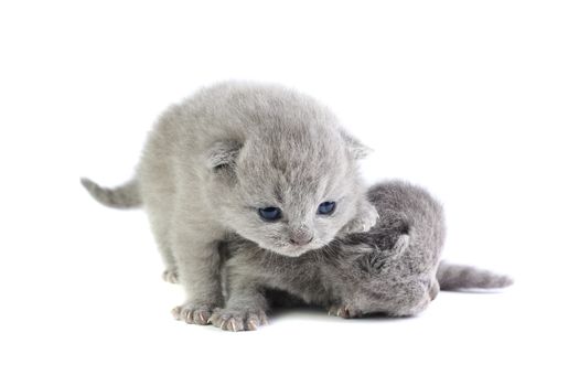 Little british kittens isolated on the white