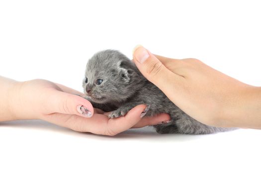 Little british kitten isolated on the white