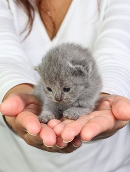 Little british kitten sitting in the hands