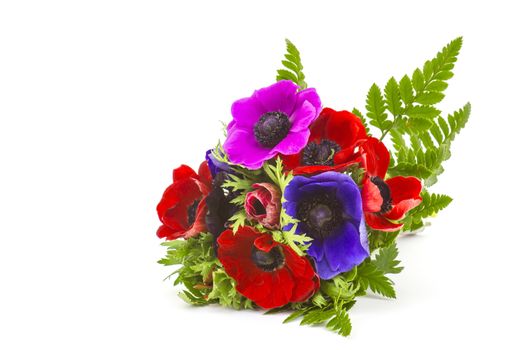 Bouquet Anemones on white background