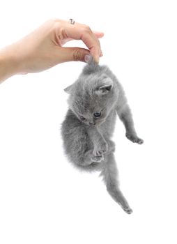 Girl holds little kitten