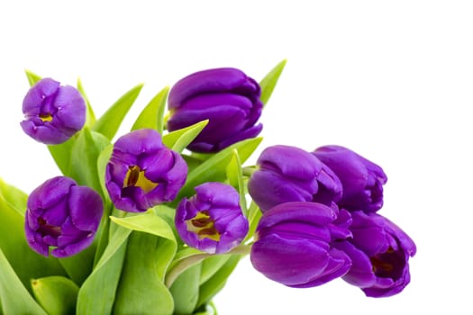 bunch of violet tulips