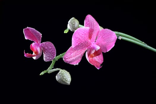 Orchid flower with bud at the branch at the dark background
