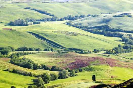 Green typical tuscan landscape in spring time