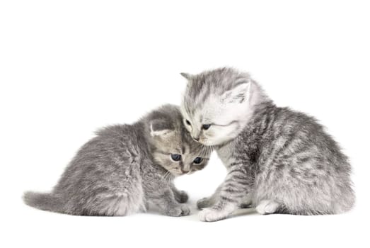 Two little kittens isolated on the white