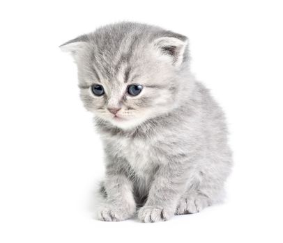 Little british kitten isolated on the white