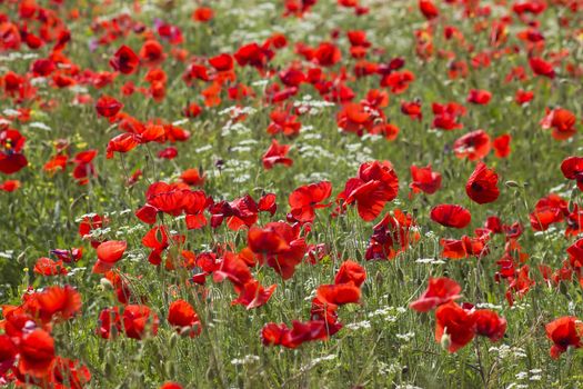 red poppies