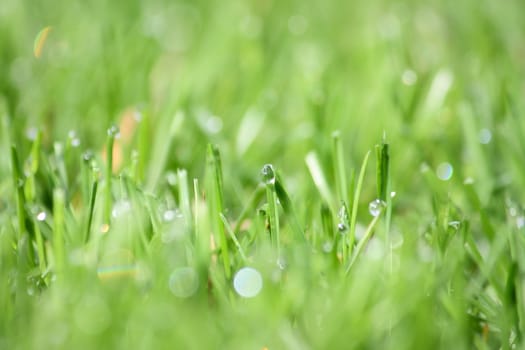 Macro photo of a green grass with a water drops