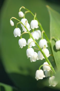 Lily of the valley closup photo