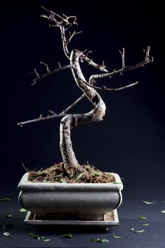 Little bonsai without leaves at the dark background