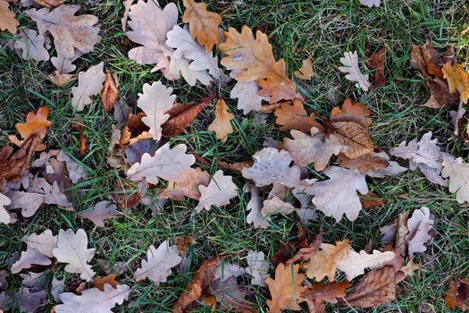 Yellow oak's leafs on a green grass