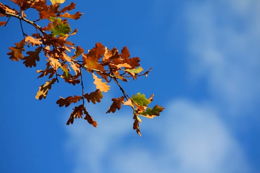 Colored leafs on tree on a blue clouded sky background
