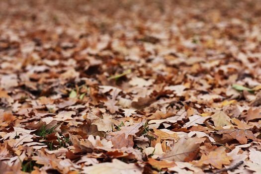 A lot of oak's leafs in a autumn park