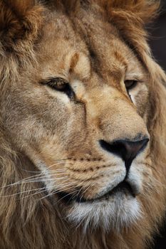 Big beautiful lion portrait