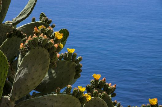 Opuntia ficus-indica looking to the tirrenian sea