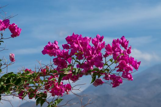 Amazing purlple flower of bouganville in Crete, Greece