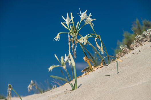 Dunes on Elafonisi Beach, Crete island