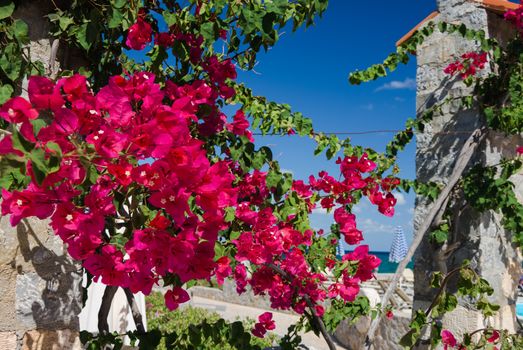 Amazing purlple flower of bouganville in Crete, Greece