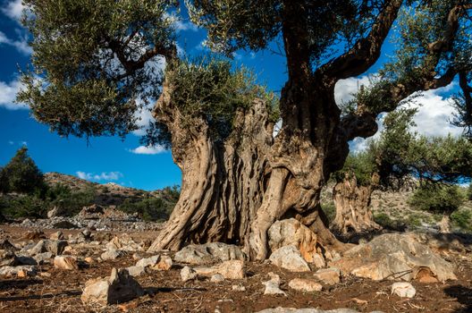 Olive tree in Akrotiri, Crete