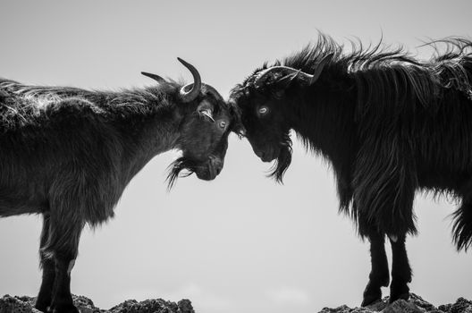 Wild goat were playing under the sun over the rocks of Crete